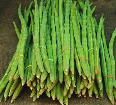 DEYS AGRO ™ hybrid odc3 drumstick or moringa seeds for planting Seed(20 per packet)