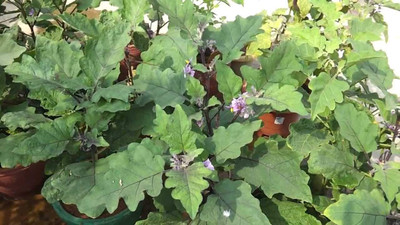 LPR BAGAN Seed(200 per packet)