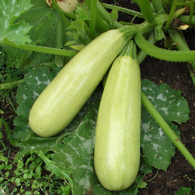 CYBEXIS GBPUT-10 - Zucchini Courgette Squash - (75 Seeds) Seed(75 per packet)