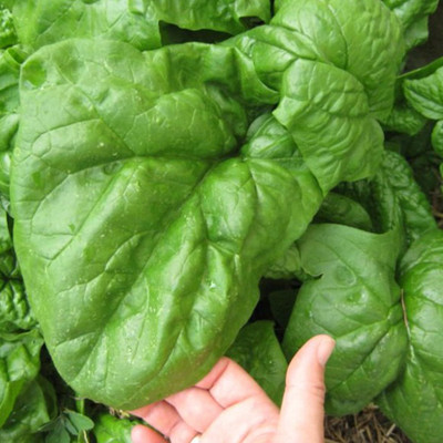 KNESSiN Large Spinach[400 Seeds] Seed(400 per packet)
