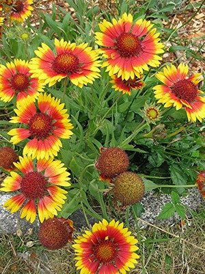 Aywal Gaillardia Double Mixed Flower Seed(40 per packet)