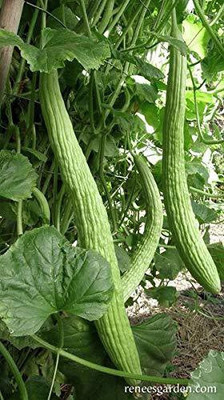 Cloud Farm Armenian Cucumber Kakdi , Kakri Seed(20 per packet)