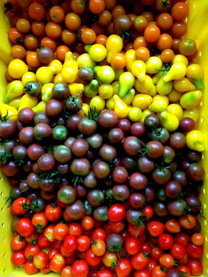 Qualtivate PUA-4A First Truly Black Cherry Tomato Seed(300 per packet)