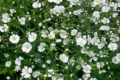 KANAYA Gypsophila Flower Seed(10 per packet)