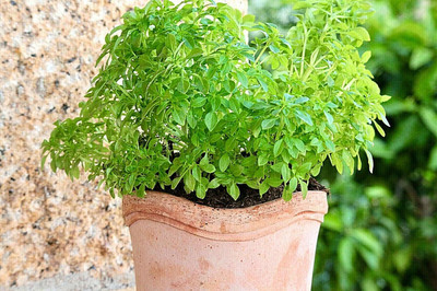 Qualtivate XLR-15 Greek Basil (Ocimum basilicum) Seed(1000 per packet)