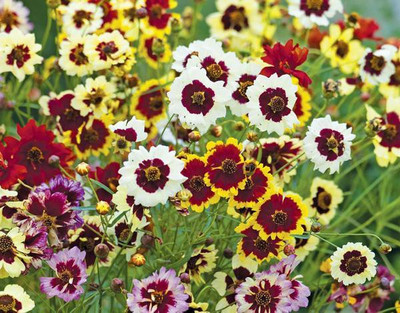 CYBEXIS COREOPSIS DWARF MIXED SEEDS400 Seeds Seed(400 per packet)