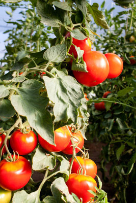 VISHSHUBH tomato Seed(25 per packet)