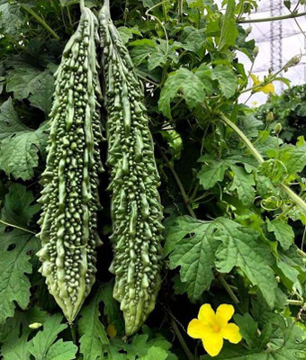 DIVINE BITTERGOURD Seed(95 per packet)