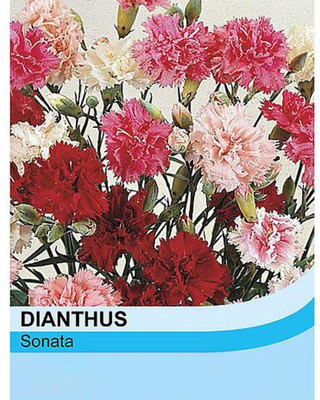 CYBEXIS Flowers -Carnation Giant Chaubaud Mixed Seed(1 g)