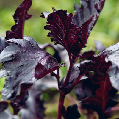 VibeX ® RXI-52 Basil, Purple Ruffles Herb Seeds Seed(1000 per packet)