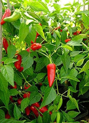 BSARKAR Bitter gourd seeds Seed(20 per packet)