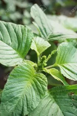 Aro Amaranthus Green Seed(180 per packet)