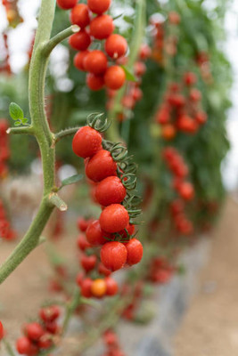 Harcog tomato Seed(75 per packet)