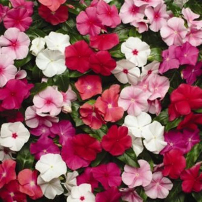 Quentova Vinca rosea mixed-HQL-9A Seed(75 per packet)