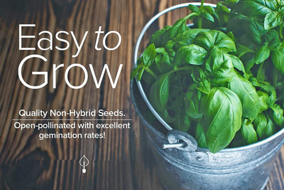 WILLVINE LX-91 Genovese Sweet Basil Seeds Seed(1000 per packet)