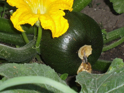 KNESSiN Heirloom Boatswain Zucchini Vegetable Seeds For Planting - (20 Seeds) Seed(20 per packet)