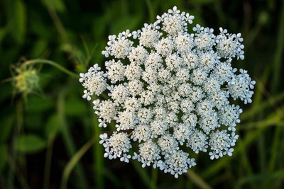 VibeX XLL-86 - White Bishops FlowerWild Carrot - (180 Seeds) Seed(180 per packet)
