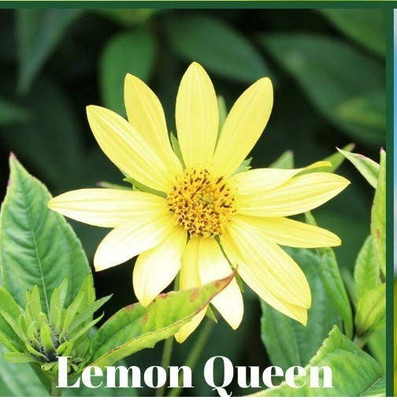 VibeX ® XLR-425 Lemon Queen Sunflower Seed(200 per packet)