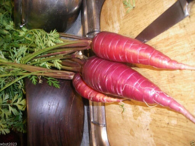 Qualtivate RES-9A Atomic Red Carrot Seeds Seed(300 per packet)