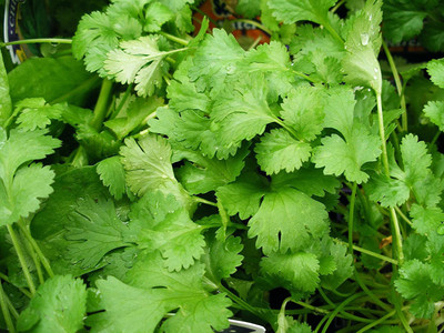 VibeX VXI-19 - Non-GMO Cilantro - (250 Seeds) Seed(250 per packet)