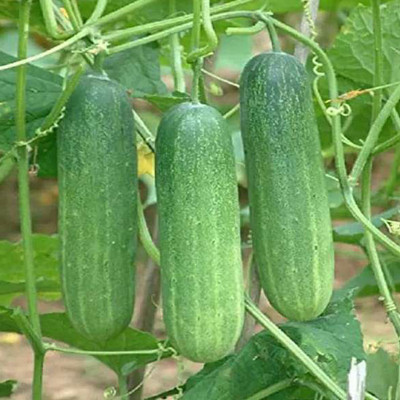SREE cucumber seed, cucumber, sasha Seed(30 per packet)