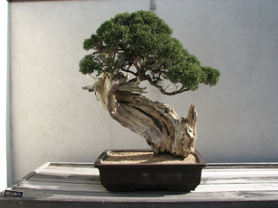 Pbevergreen beautiful bonsai herb hybrid seeds 1-packet Seed(105 per packet)