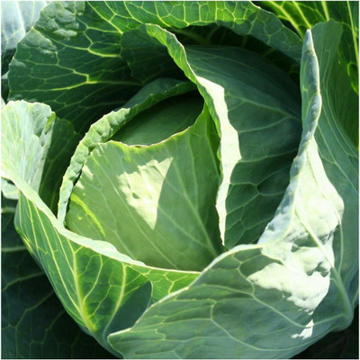 WILLVINE PUSA -II Danish Ballhead Cabbage Seeds [5g] Seed(1500 per packet)