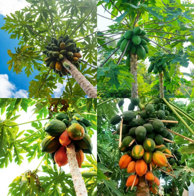 sbains Papaya Seeds Hybrid no of seeds 108 Seed(108 per packet)