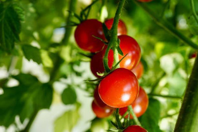 Jui tomato Seed(55 per packet)
