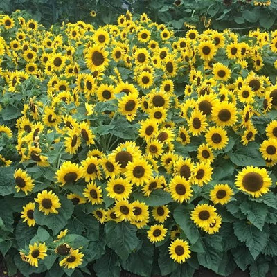 BSARKAR Miniature sunflower seed Seed(25 per packet)