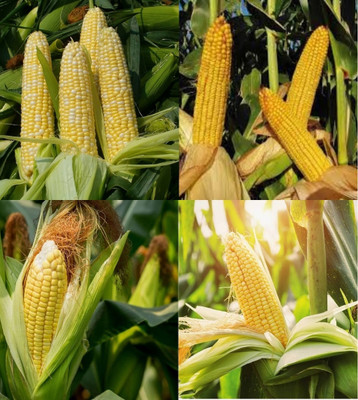 ibains Sweet corn seeds f1 hybrid beez 81 Seed(81 per packet)