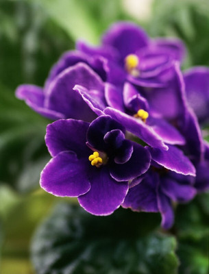 Hybrid Galaxy violet beautiful flower hybrid seeds 1-packet Seed(10 per packet)