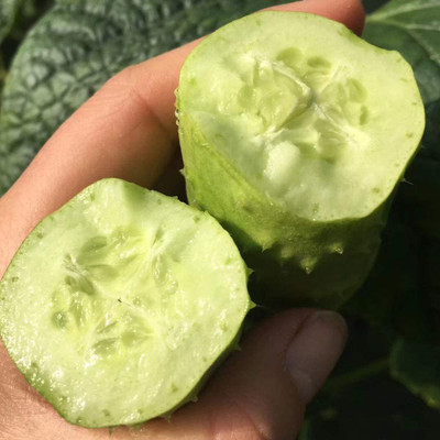 ENINE Cucumber Seed(50 per packet)