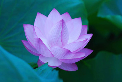 Sampada lotus,kamal gatta Seed(15 per packet)