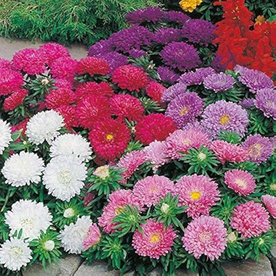 LIFELEX Aster Double Mix Flower Seed(22 per packet)