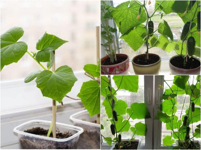 Qualtivate XXX-2A Indoor Cucumber F1 Self-Pollinating - Green Seed(300 per packet)