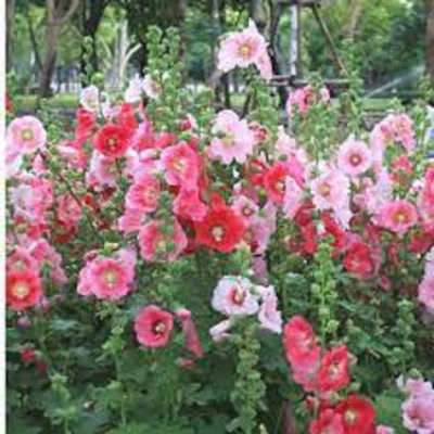 Seedsqlty Hollyhock seed for home garden Seed(20 per packet)