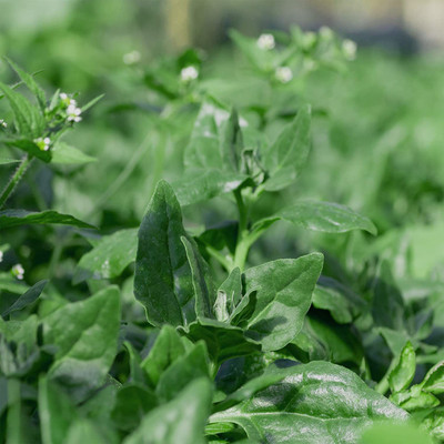 VibeX ATS-50 - New Zealand Spinach - (2250 Seeds) Seed(2250 per packet)