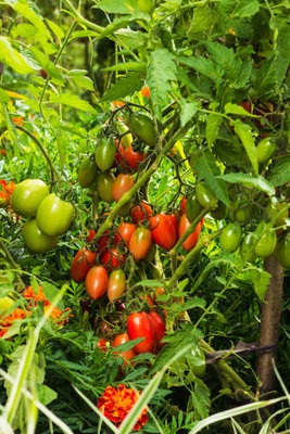 jui halder tomato Seed(135 per packet)