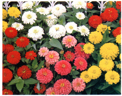 CYBEXIS Nastratium Varegated Mixed Seeds Seed(1 g)