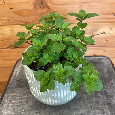 CYBEXIS TLX-92 - Mint Ginger - (1350 Seeds) Seed(1350 per packet)