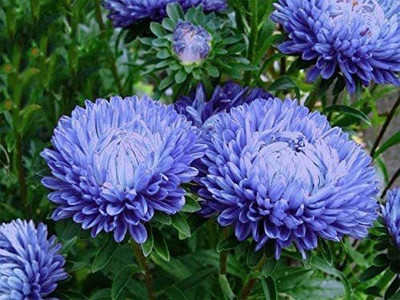 CYBEXIS Blue Peony Aster Seed(50 per packet)