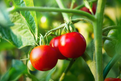 Advi tomato Seed(55 per packet)