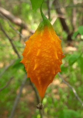 ActrovaX MITHI PAVAKAI, CHINNA PAVAKAI BITTER GOURD [400 Seeds] Seed(400 per packet)