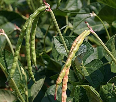 CRGO BEANS Seed(95 per packet)