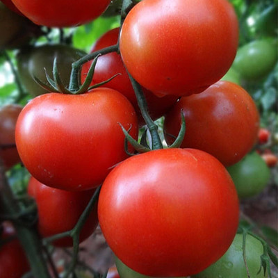 BDSresolve hybrid tomato seeds/tomato seed 56 Seed(56 per packet)