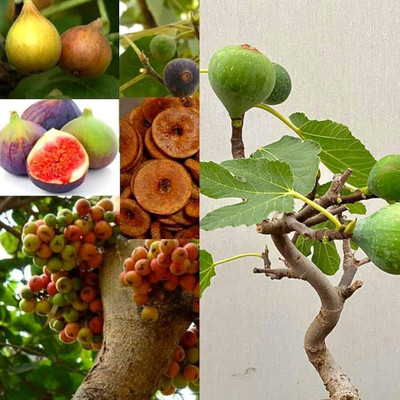 kranti farms anjeer Seed(30 per packet)