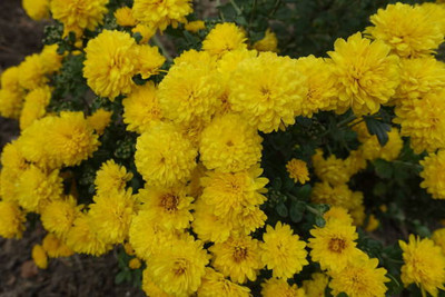 VenHub marigold,gende ka phool seeds Seed(21 per packet)
