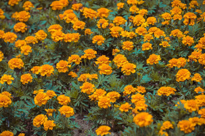 SeeGreen farm marigold/gende ka phool flower seeds Seed(50 per packet)
