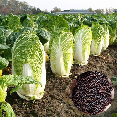 KNESSiN IX-51 Chinese Cabbage Seed(500 per packet)